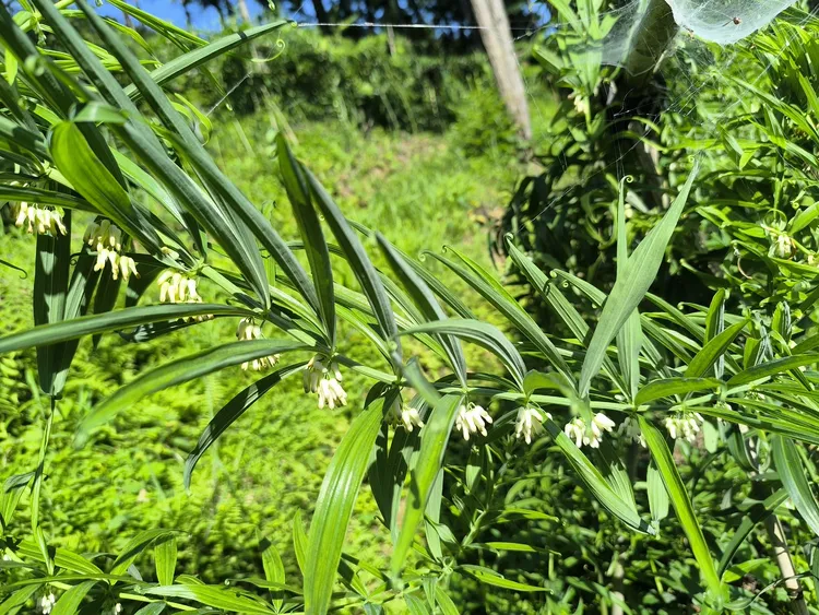 【正宗黔阳黄精块茎种苗】黔阳黄精块茎老虎姜黄精倒苗甜黄精种苗