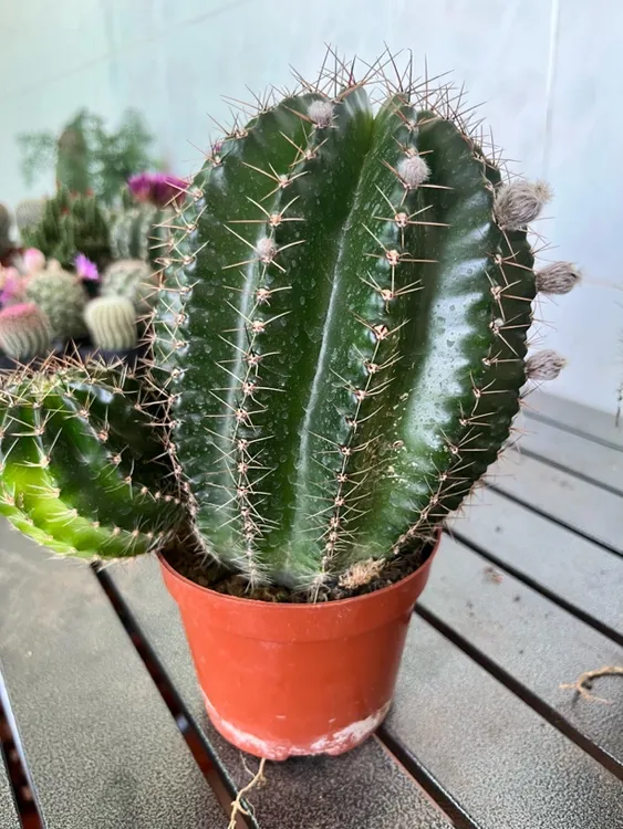 稀有仙人球开大花室内防辐射绿植盆栽(偏远地区不包邮)