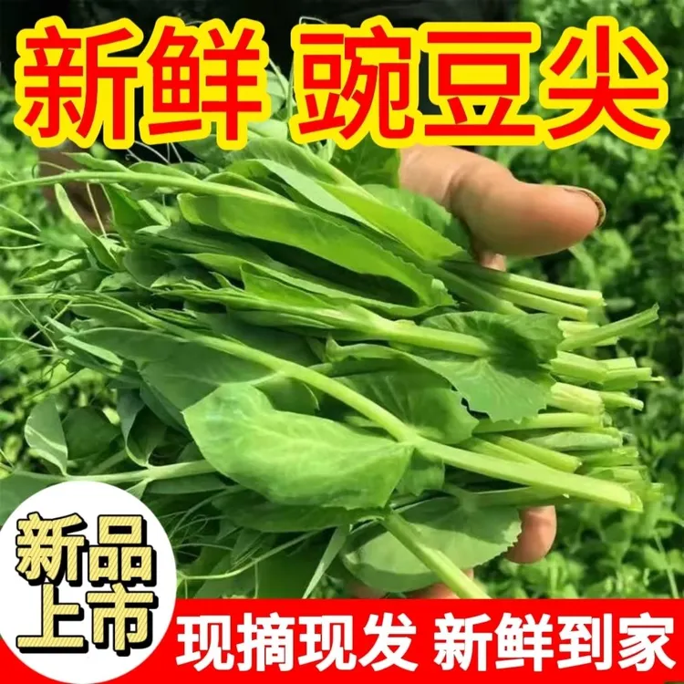 贵州新鲜现摘豌豆尖应季鲜嫩蔬菜火锅滑肉汤食材