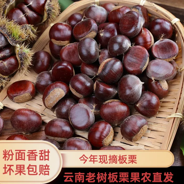 云南新板栗老品种板栗老树板栗现摘现发自然落果毛栗子