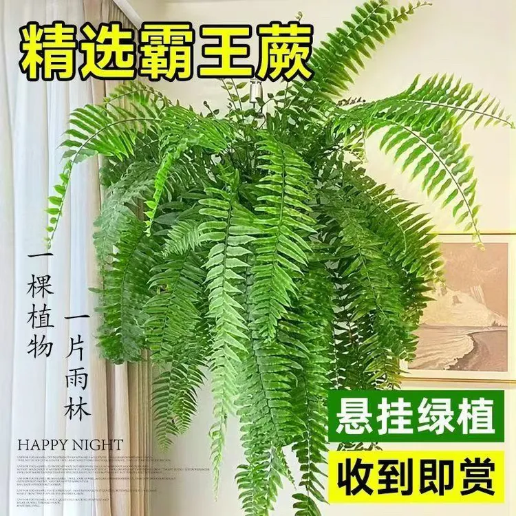 霸王蕨长叶垂吊式蕨类植物客厅书房办公室盆栽净化空气吸甲醛好养