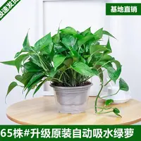 180绿萝盆栽hq室内净化空气除甲醛好养绿植