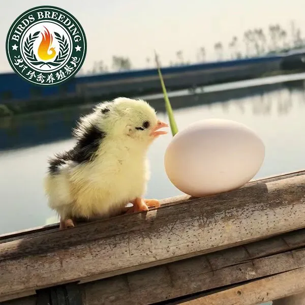 [假一赔十]宠物正宗贵妃鸡1日龄