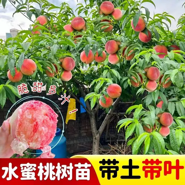 水蜜桃树苗特大冬桃嫁接树苗南北方四季种植桃树果苗大全当年结果