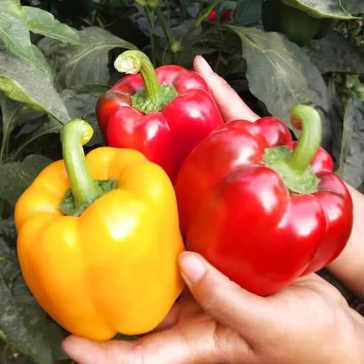 新鲜现摘山东彩椒水果甜椒生吃不辣红黄灯笼椒