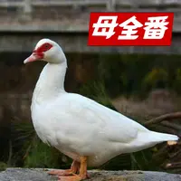 【闽北散养母全番】福建南平农家散养母全番鸭1只/2只顺丰包邮
