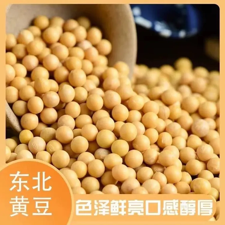 黄豆 非转基因 打豆浆专用高含量蛋白可发豆芽99%有机老品种