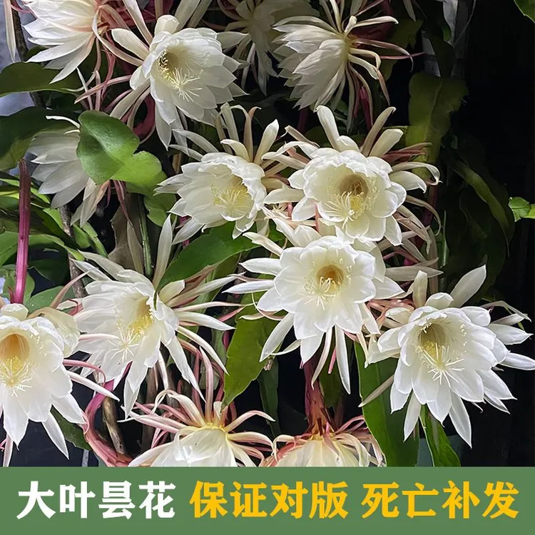 昙花苗盆栽月下美人昙花一现大小叶昙花可食用绿植室内耐阴浓香型