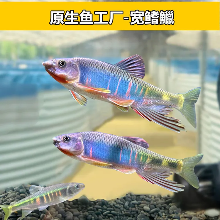 宽鳍鱲南宽原生观赏鱼冷水群游鱼溪流缸原生缸好养长鳍鱲马口鱼