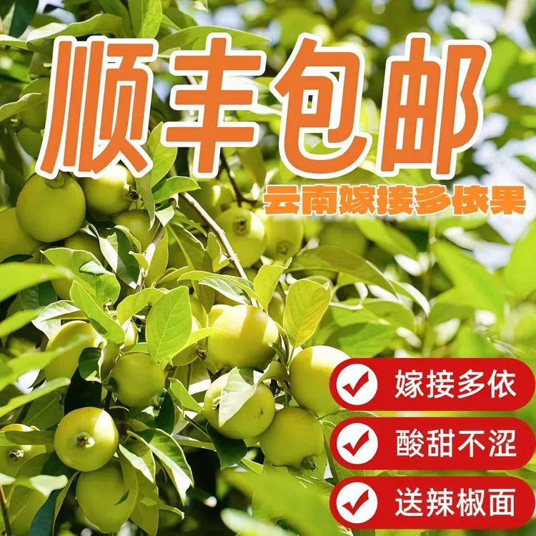 云南普洱澜沧糯扎渡精品多依果顺丰包邮多依渣子果生态多依嫁接