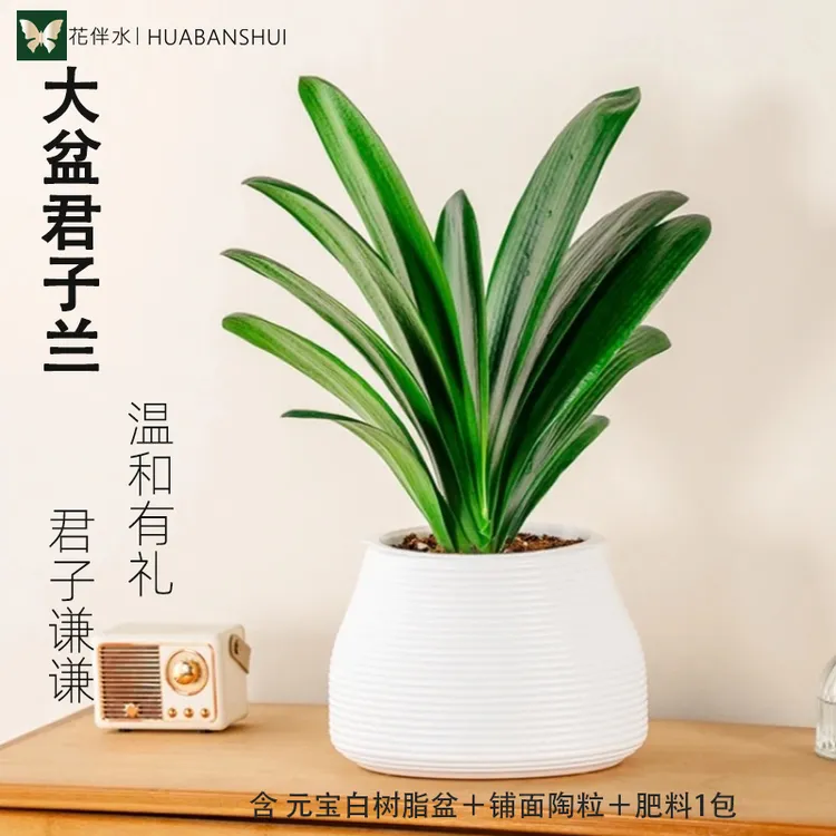 【花伴水】君子兰10-12片叶盆栽室内花卉植物客厅办公室兰花
