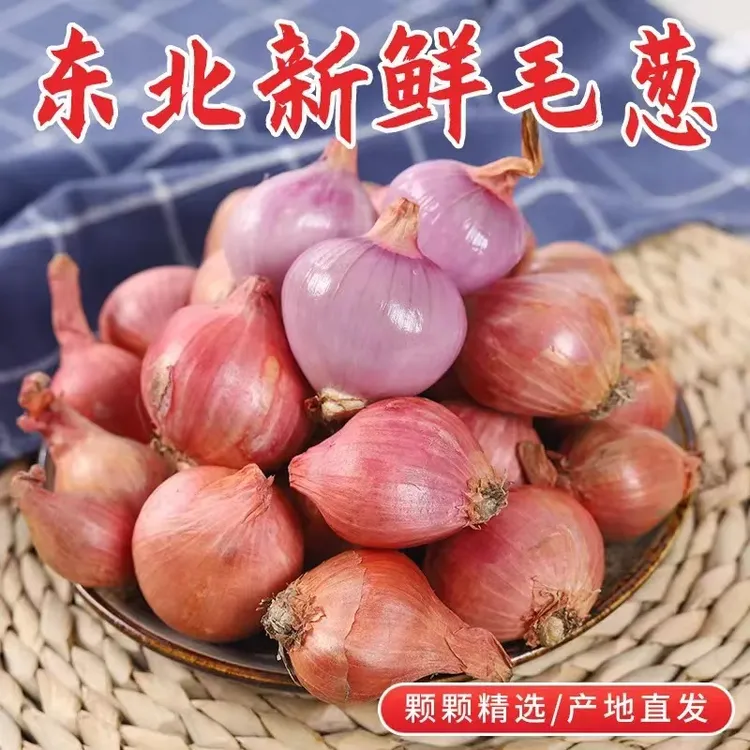 新毛葱正宗东北毛葱小圆毛葱五斤包邮