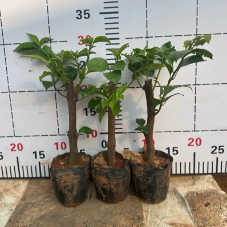 云南紫三角梅袋苗昆明基地发货耐热耐晒四季开花可爬藤
