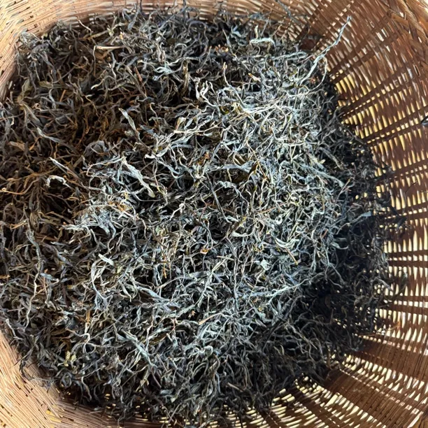 2025年昔归忙麓山正山秋中大树散茶