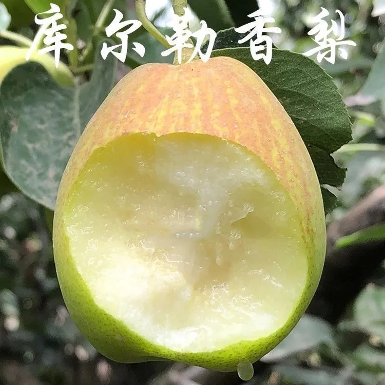 2年苗买一送一】正宗库尔勒香梨树苗 嫁接梨树苗 新疆香梨树苗