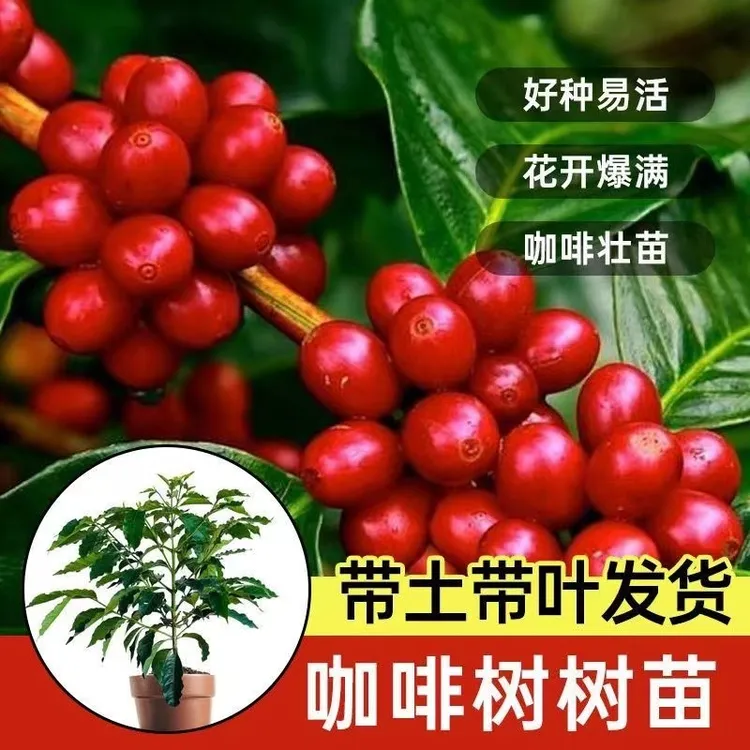 咖啡果树苗云南卡迪姆咖啡树苗咖啡庭院地栽树苗四季可种果树苗
