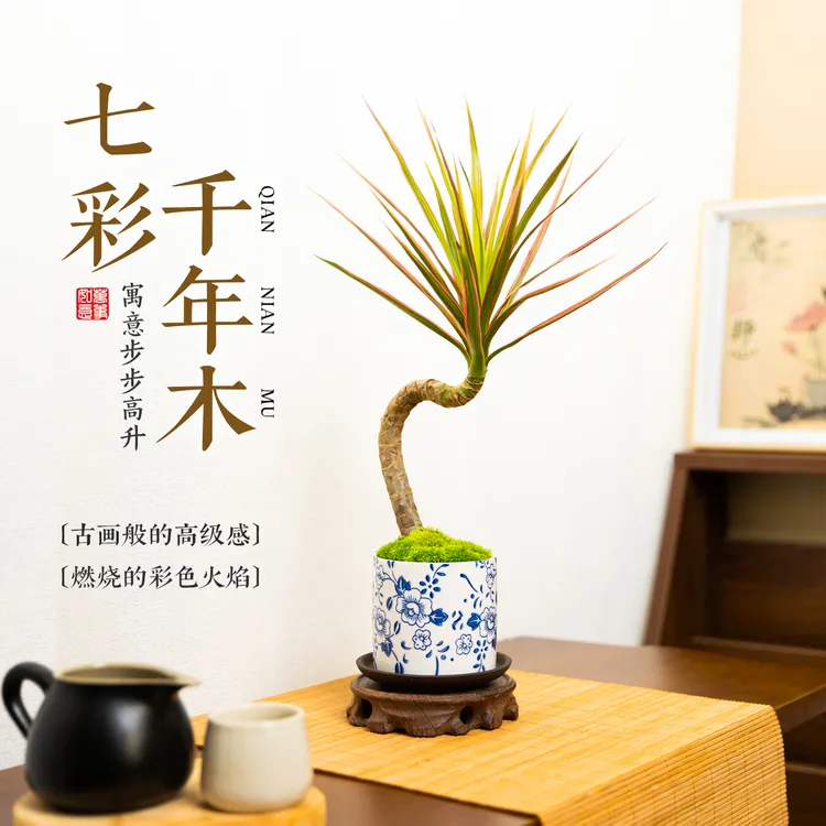 七彩铁千年木造型盆栽室内客厅茶几桌面植物摆件办公室绿植好养活