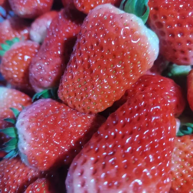 新鲜现摘草莓冬季甜草莓奶油草莓真空包装发货