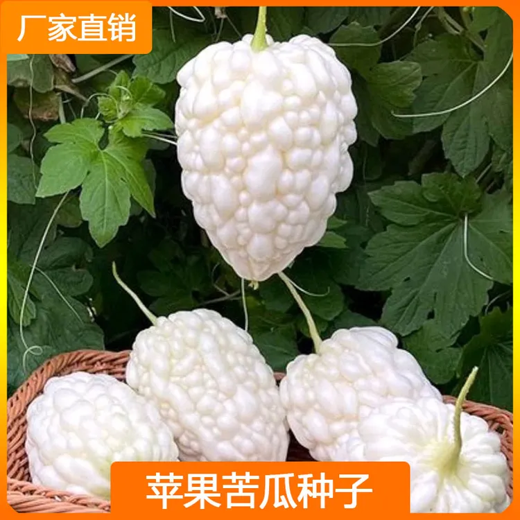 苹果苦瓜种子白玉苦瓜甘甜春四季播阳台盆栽蔬菜种孑水果种籽种植