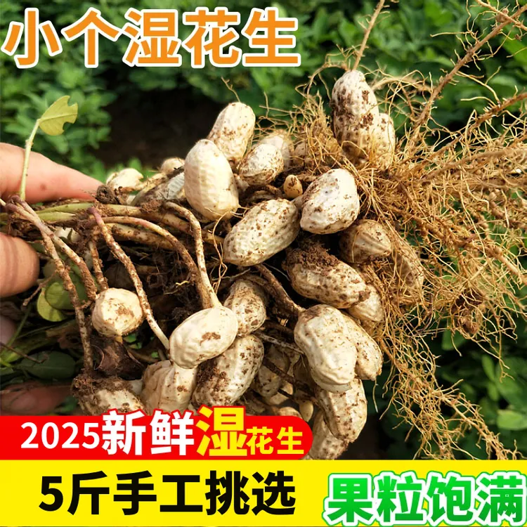 2025安徽明光新鲜湿小个花生农家自种带壳花生可水煮2500g包邮