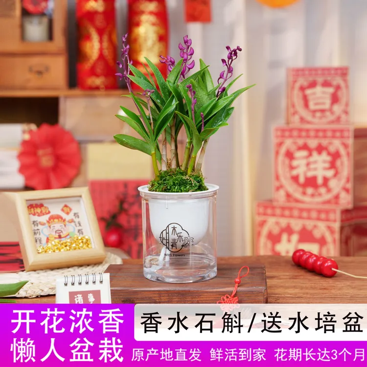【带花剑花苞】新品澳洲香水石斛兰水培浓香室内绿植花卉盆栽A商品图