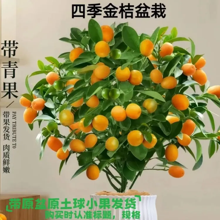 四季脆皮金桔树苗盆栽地栽阳台带果适合客厅内外种植的花卉绿植