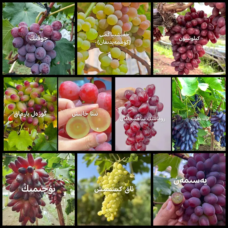 【新疆包邮｜十棵葡萄】蓝宝石美人指妮娜皇后葡之梦克伦生巨峰