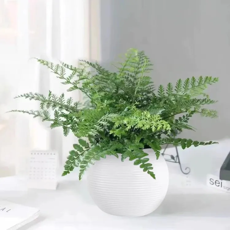 吉姆蕨室内绿植阳台客厅办公室盆栽耐阴好养四季常青观叶室内植物