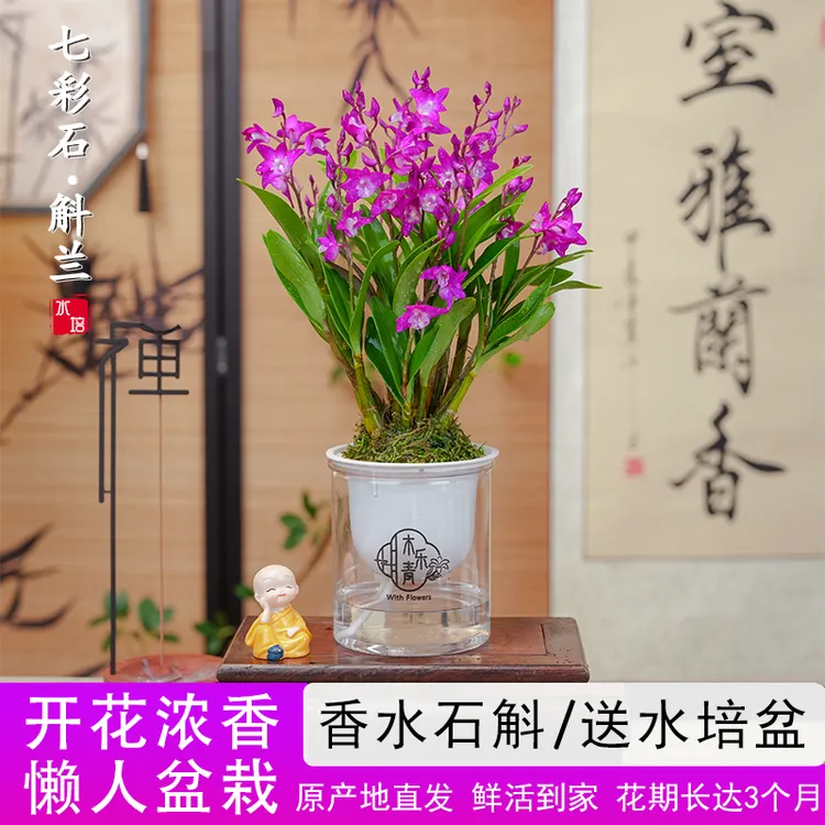 【带花剑花苞】新品澳洲香水石斛兰水培浓香室内绿植花卉盆栽F商品图
