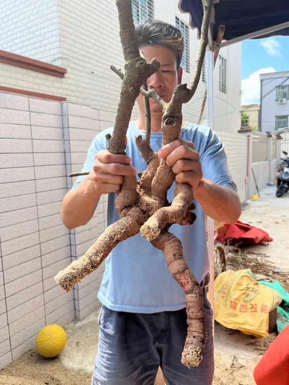 酸藤子，如图发货，一物一图