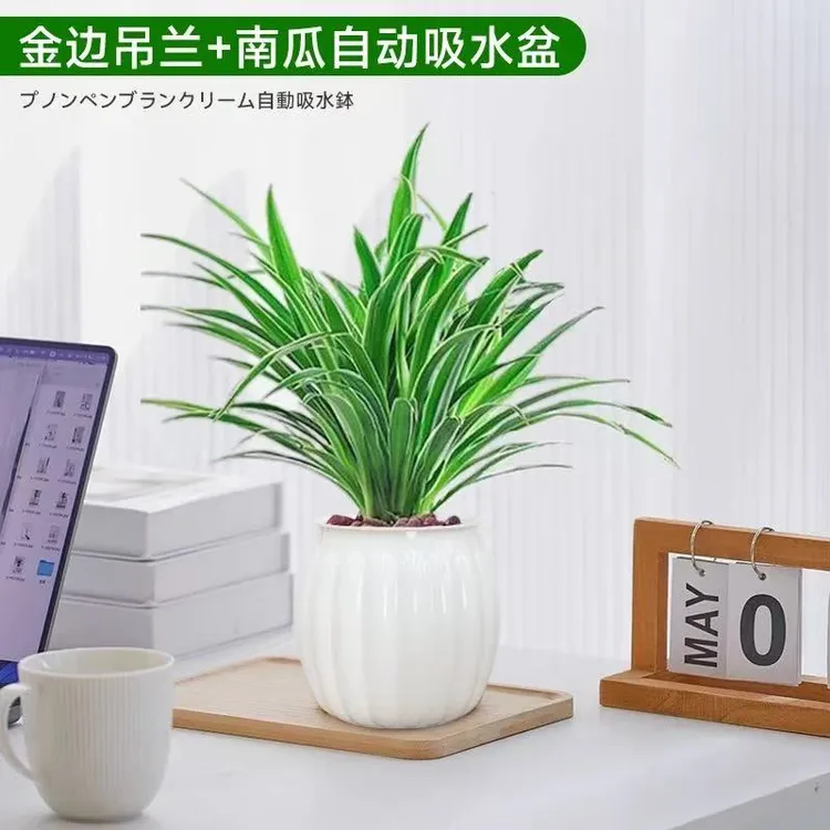 金边吊兰盆栽室内好养水培花卉垂吊植物净化空气吸除甲醛四季常青
