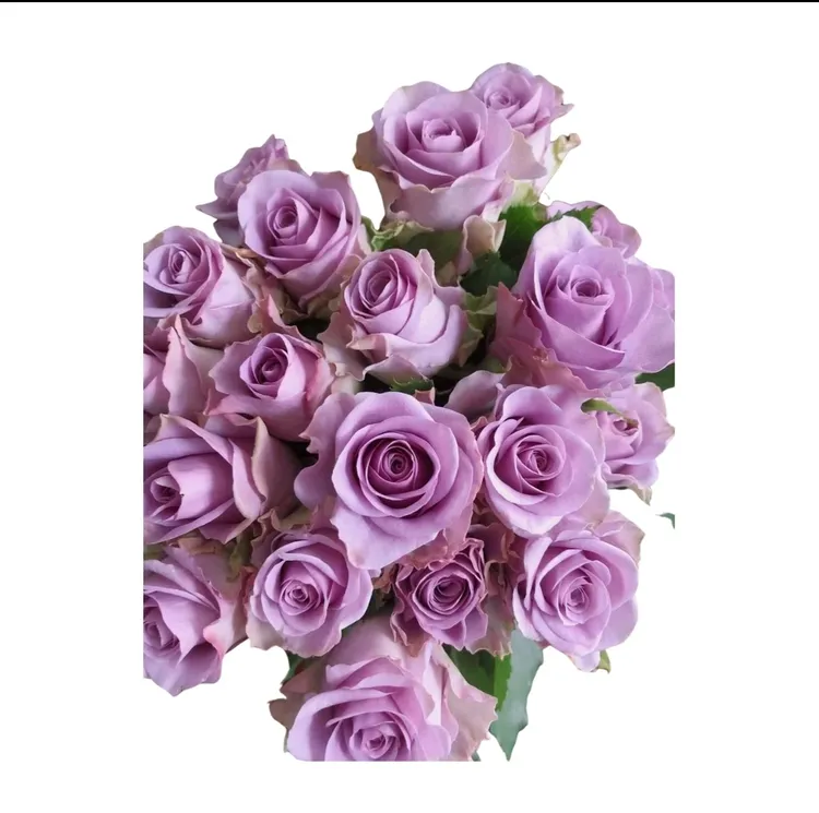 紫霞单头玫瑰18+2枝正常损耗
