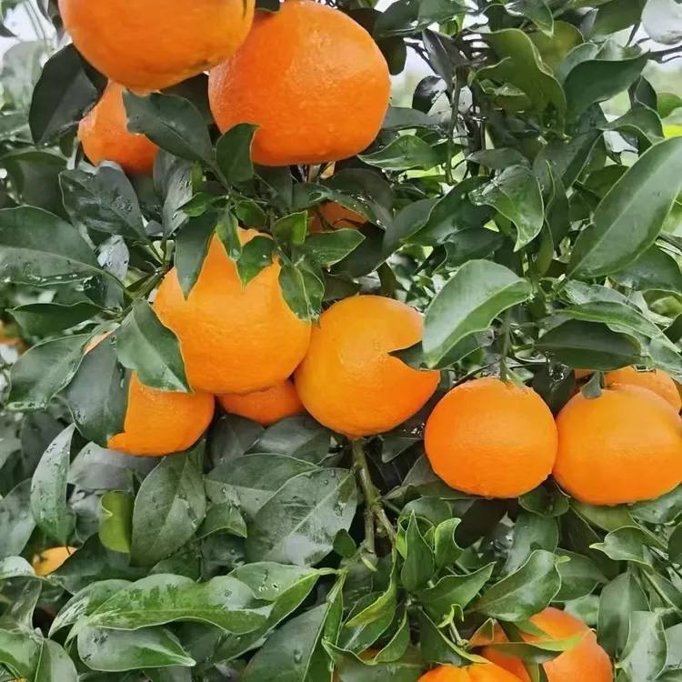 四川荣县留佳镇爱媛38号果冻橙现摘现发(大小果混装)