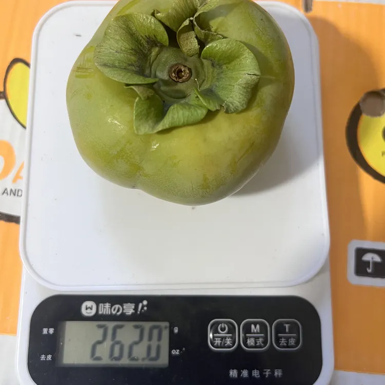 云南正宗老品种无核巧克力脆柿柿子，果园现摘现发