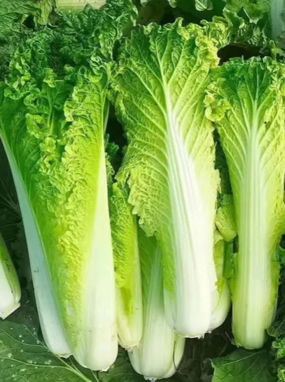 贵州农家露天种植青麻叶大白菜长白菜蔬菜新鲜白菜新鲜现摘现发