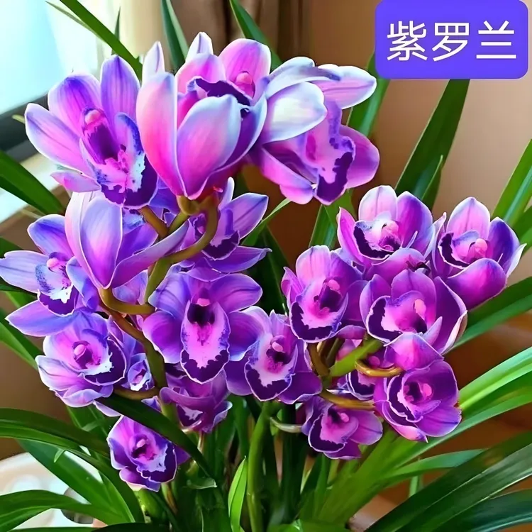 【紫罗兰】大花蕙兰建兰花苗浓香型阳台花卉盆栽室内绿植国兰办公室