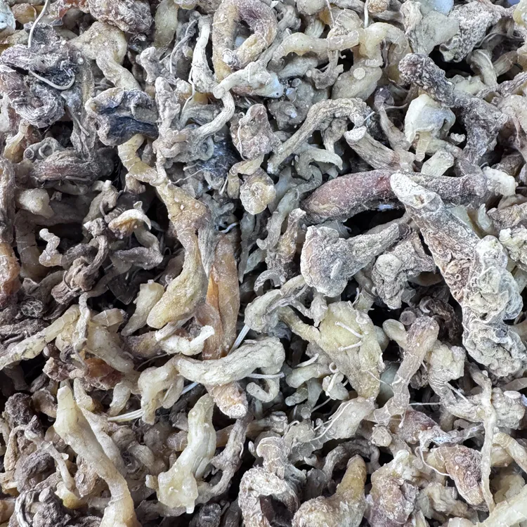 云南、怒江天然玉竹干正宗天然