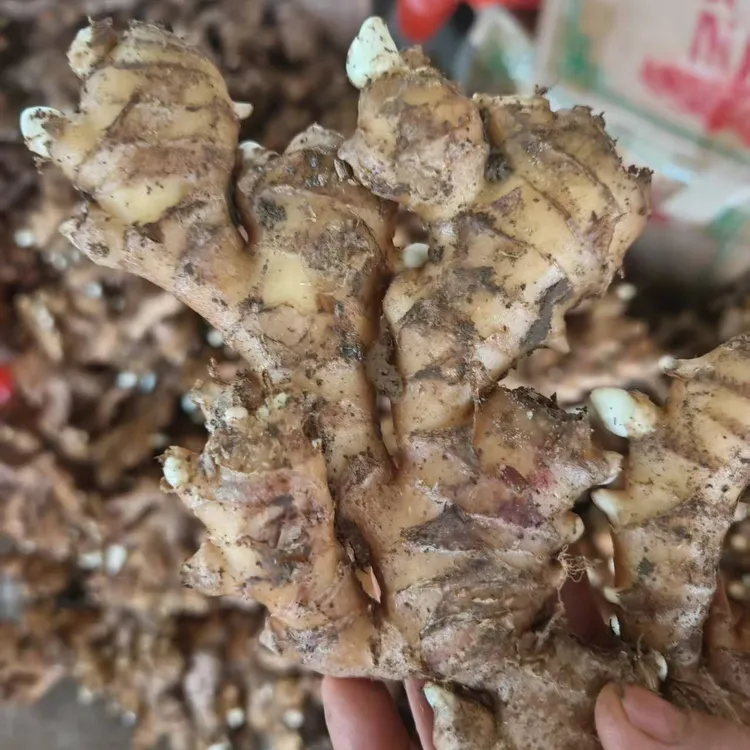 贵州正宗老′黄姜新鲜正宗精品香料乡村包邮正品农家(老姜水果)