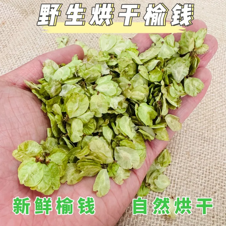 甘肃新鲜烘干榆钱儿野生榆钱串子食用农家蔬菜脱水余钱窝窝头食材