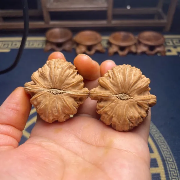 全品无修货头白狮子
