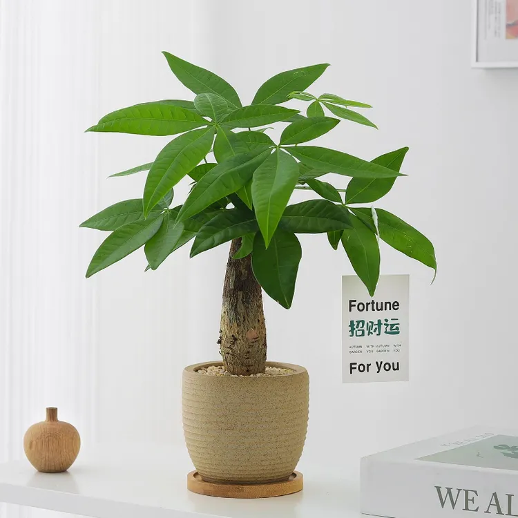 发财树盆栽造型植物室内客厅禅意盆景办公室桌面好养四季绿植物