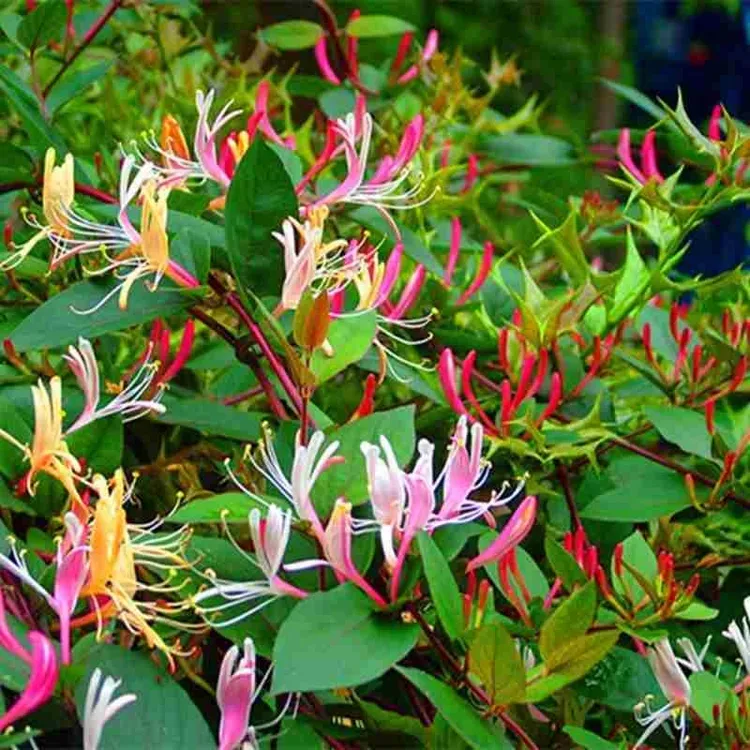 3年苗买一送一彩色金银花盆栽多头苗地栽耐寒花卉树苗爬墙爬藤