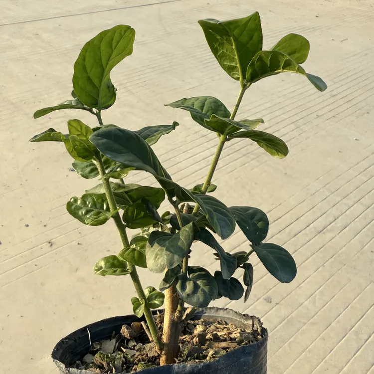 一物一拍，圆叶虎头茉莉 扁杆10度以上地区可发货