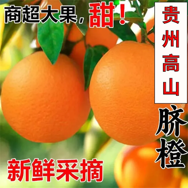 【9斤精品脐橙】纯甜原生态贵州高山脐橙新鲜水果自然水果当季热卖