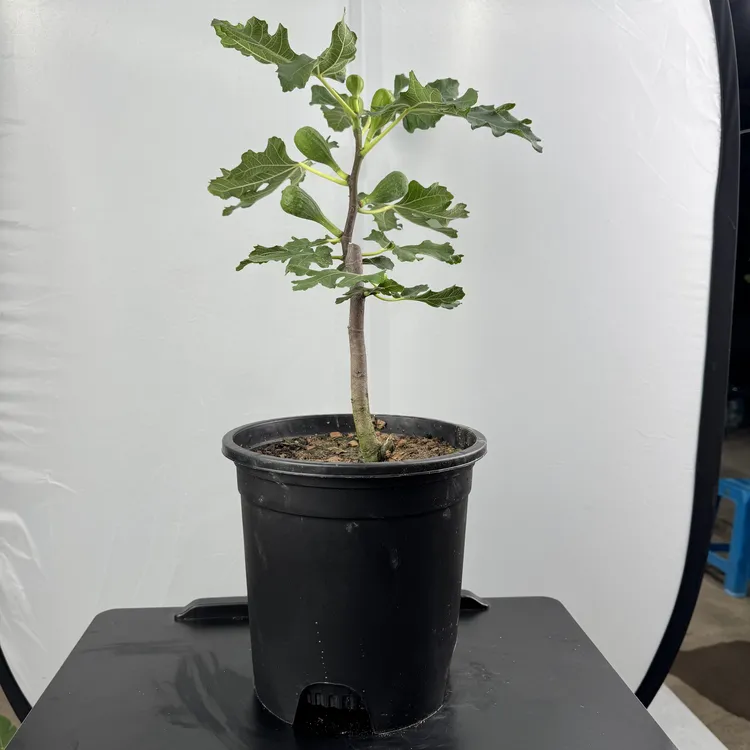 【芭劳奈无花果】糖心瀑布流蜜汁！庭院烟台党都喜欢青皮波姬红