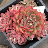 3167有叶伤杂交多肉植物