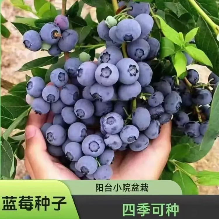 蓝莓果树种子盆栽地栽纯甜南方北方庭院阳台种植蓝莓种子商品图