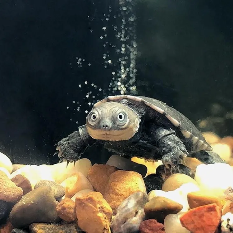 沼泽侧颈龟好养小乌龟沼泽苗热带龟深水吃鱼粪鱼缸造景深水龟活体