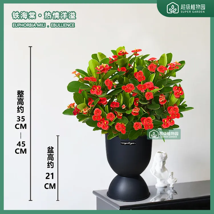 铁海棠虎刺梅花卉盆栽室内净化空气绿植客厅阳台耐晒耐热四季开花