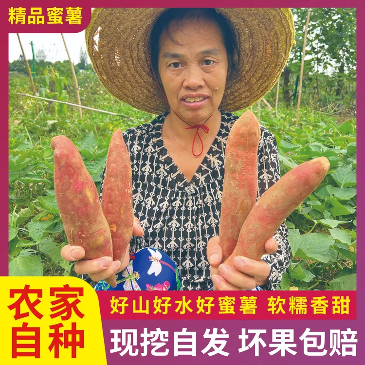奶奶自种2025年新鲜现挖沙地蜜薯软糯香甜无筋无丝新鲜应季